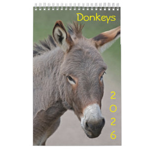 Donkeys-Kalender 2025 Kalender