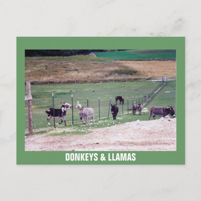 DONKEYS & LLAMAS POSTKARTE (Vorderseite)