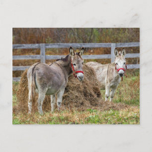 Donkeys Postkarte