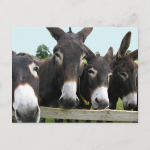 Donkeys Postkarte