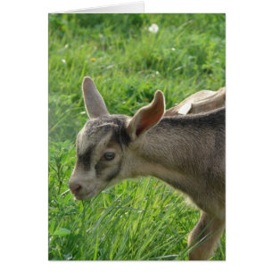 Donnerwetter im Zweiwochenalter