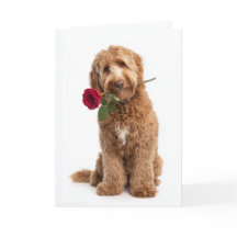 Doodle Dog zum Valentinstag