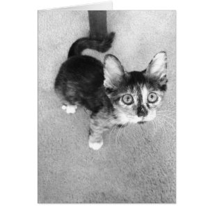 doof Kalikokätzchen, Schwarzweiss