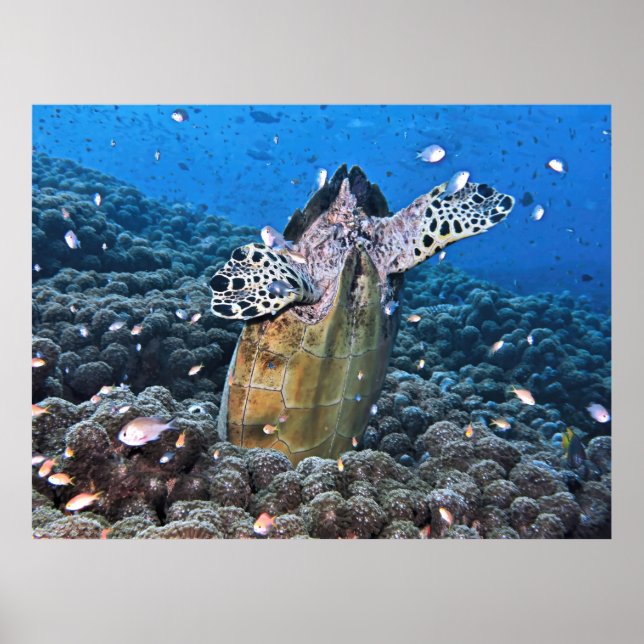 Doofy Turtle Poster (Vorne)