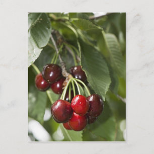 Door Country Cherries Postkarte
