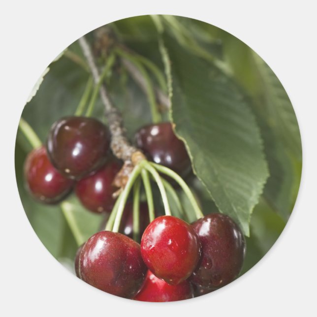 Door Country Cherries Runder Aufkleber (Vorderseite)
