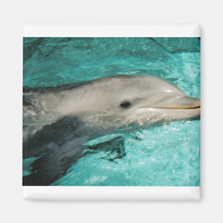 Dophin-Blauer Ozean Magnet