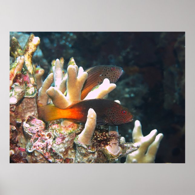 Doppel-Falkenfisch Poster (Vorne)