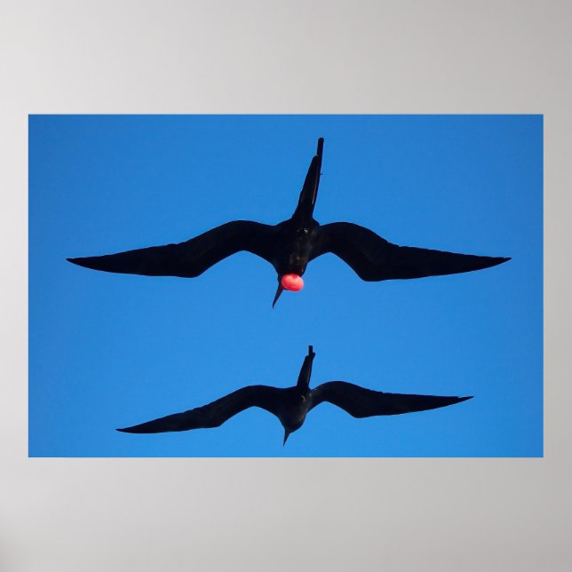 Doppel-Frigatebirts Poster (Vorne)