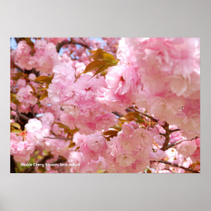 Doppel-Kirschblüte Poster