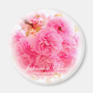Doppel-Kirschblüte: Sato-zakura Magnet