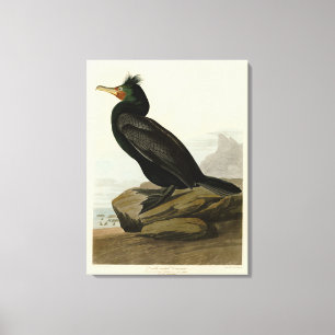 Doppel-Kormoran Audubon Birds of America Leinwanddruck