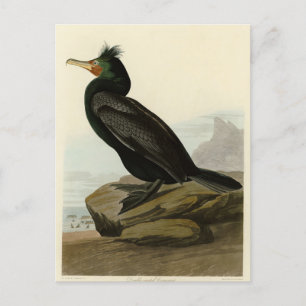 Doppel-Kormoran Audubon Birds of America Postkarte