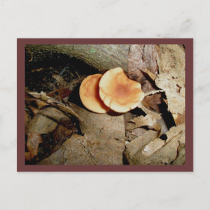 Doppel Orange Pilze Postkarte