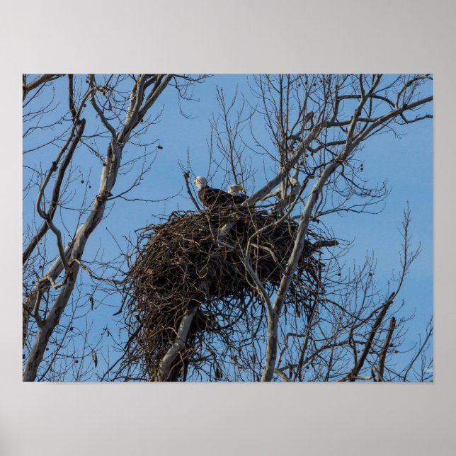 Doppeladlerproblem Poster (Vorne)