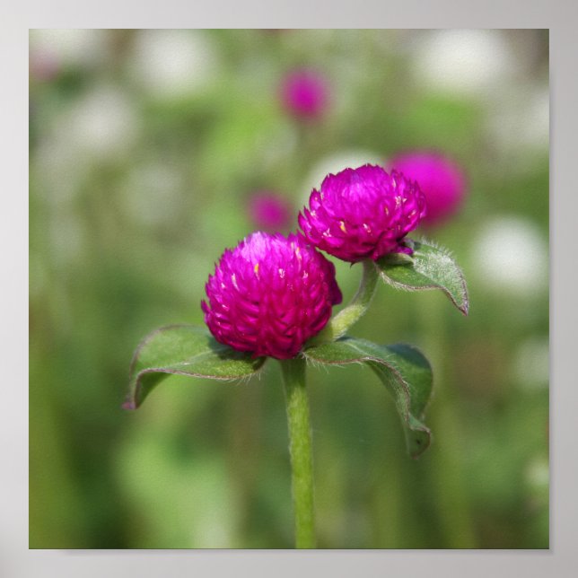 Doppelblende 1 poster (Vorne)