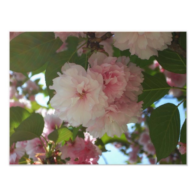 Doppelblühende Kirschbaum I Frühjahrsblüte Fotodruck (Vorne)