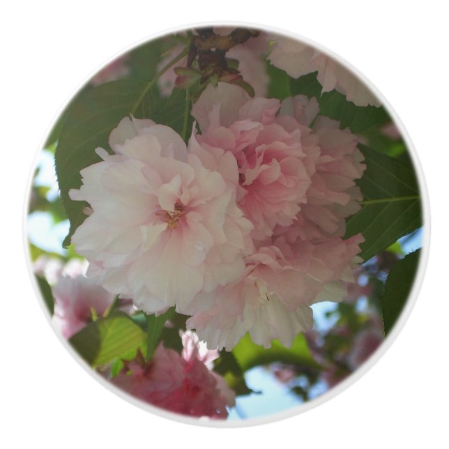 Doppelblühende Kirschbaum I Frühjahrsblüte Keramikknauf (Vorderseite)