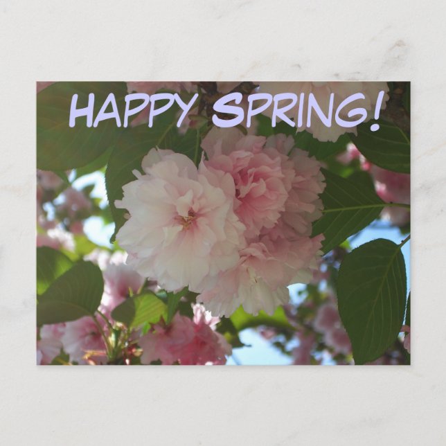 Doppelblühende Kirschbaum I Frühjahrsblüte Postkarte (Vorderseite)