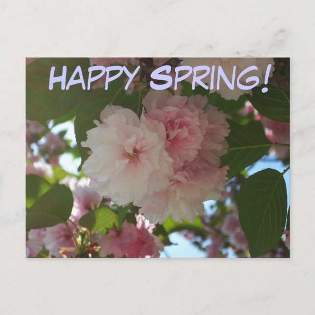 Doppelblühende Kirschbaum I Frühjahrsblüte Postkarte (Vorderseite)