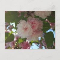 Doppelblühende Kirschbaum I Frühjahrsblüte