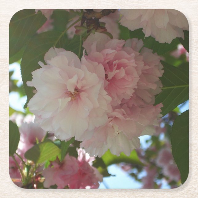 Doppelblühende Kirschbaum I Frühjahrsblüte Rechteckiger Pappuntersetzer (Vorderseite)