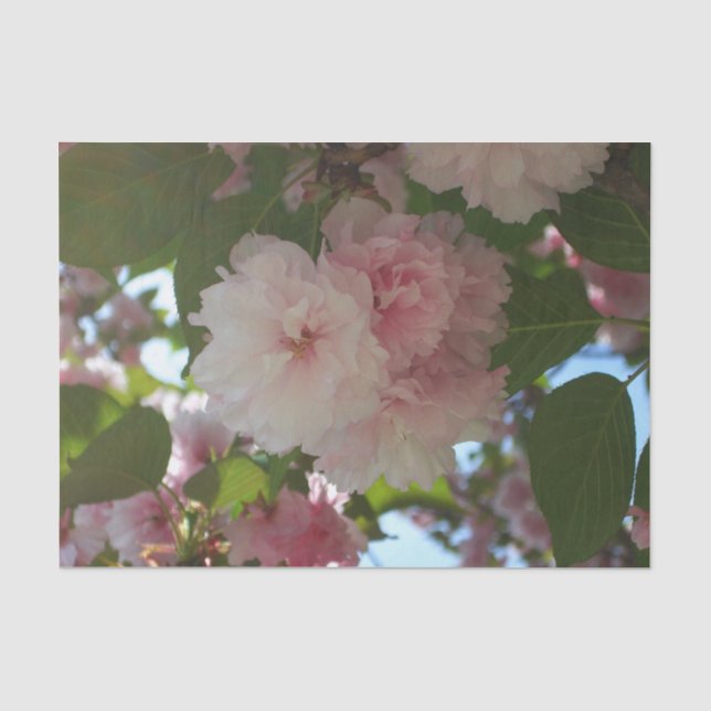Doppelblühende Kirschbaum I Frühjahrsblüte Seidenpapier (Vorderseite)