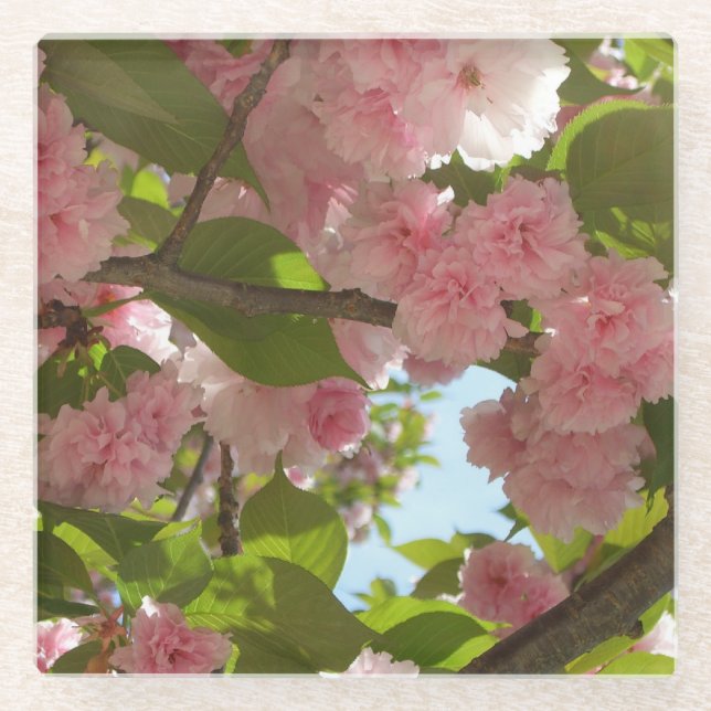 Doppelblühende Kirschbaum III Frühlingsflora Glasuntersetzer (Vorderseite)