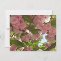 Doppelblühende Kirschbaum III Frühlingsflora