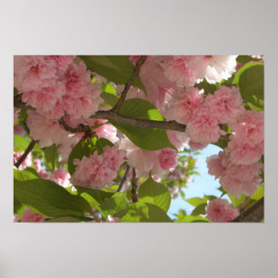 Doppelblühende Kirschbaum III Frühlingsflora Poster