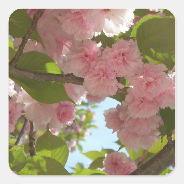 Doppelblühende Kirschbaum III Frühlingsflora Quadratischer Aufkleber (Vorderseite)