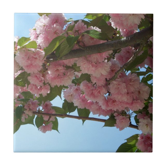 Doppelblühende Kirschbaum IV Frühjahr Fliese (Vorderseite)