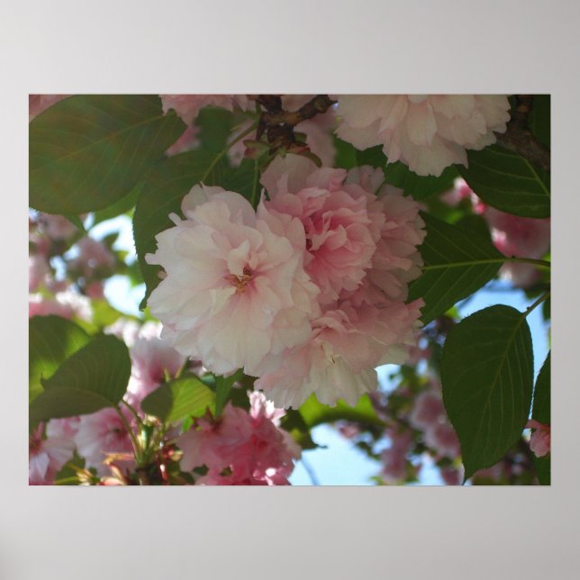 Doppelblühender Kirschbaum I Frühlingsblüten Poster (Vorne)