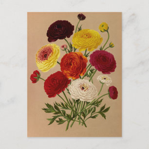 Doppelfranzösisches Ranunculus von Arentina Arends Postkarte