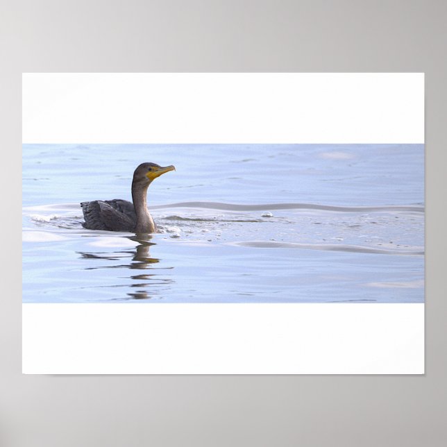 Doppelkamm-Kormoran-Vogelposter Poster (Vorne)