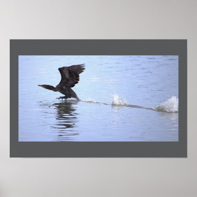 Doppelkamm-Kormoran-Vogelposter Poster (Vorne)