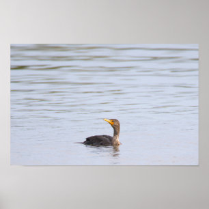 Doppelkamm-Kormoran-Vogelposter Poster