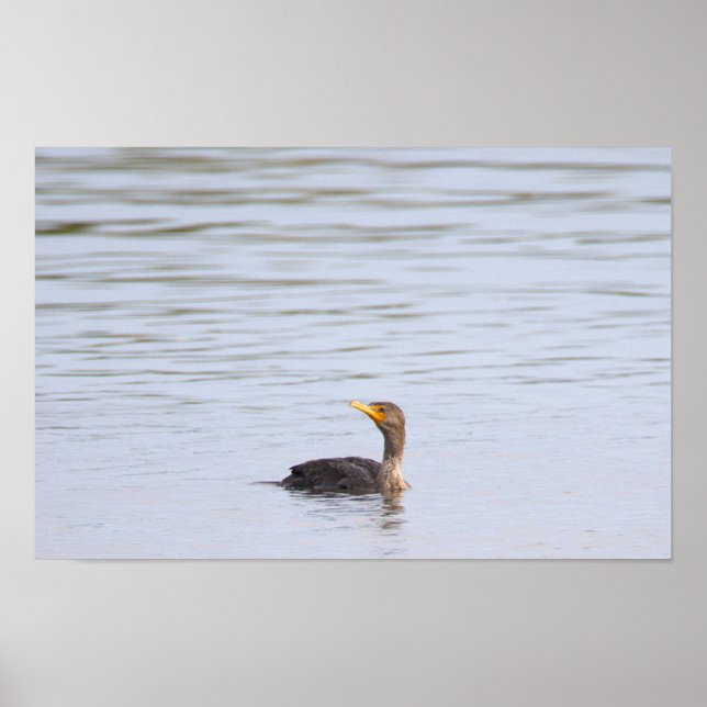 Doppelkamm-Kormoran-Vogelposter Poster (Vorne)