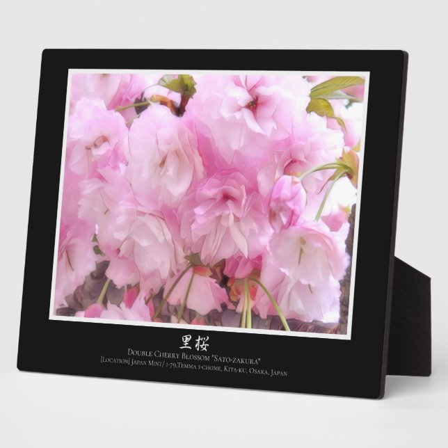 Doppelkirschblossom: Sato-zakura Fotoplatte (Seite)