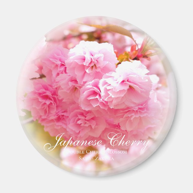 Doppelkirschblossom: Sato-zakura Magnet (Vorne)