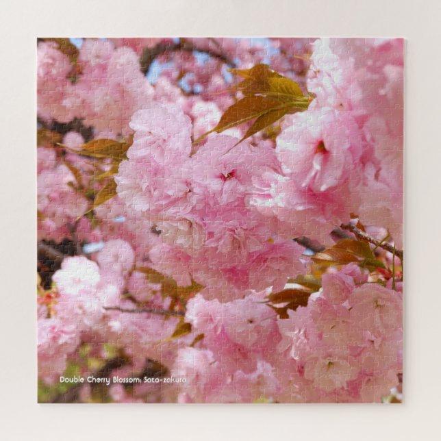 Doppelkirschblossom: Sato-zakura Puzzle (Horizontal)