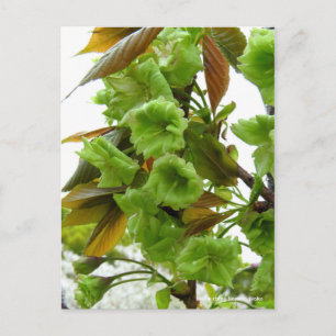 Doppelkirschblüten: Gioiko [Postkarte] Postkarte