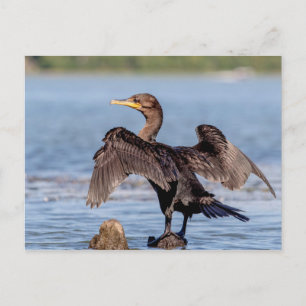 Doppelkreuzer Kormoran am Champlain See Postkarte