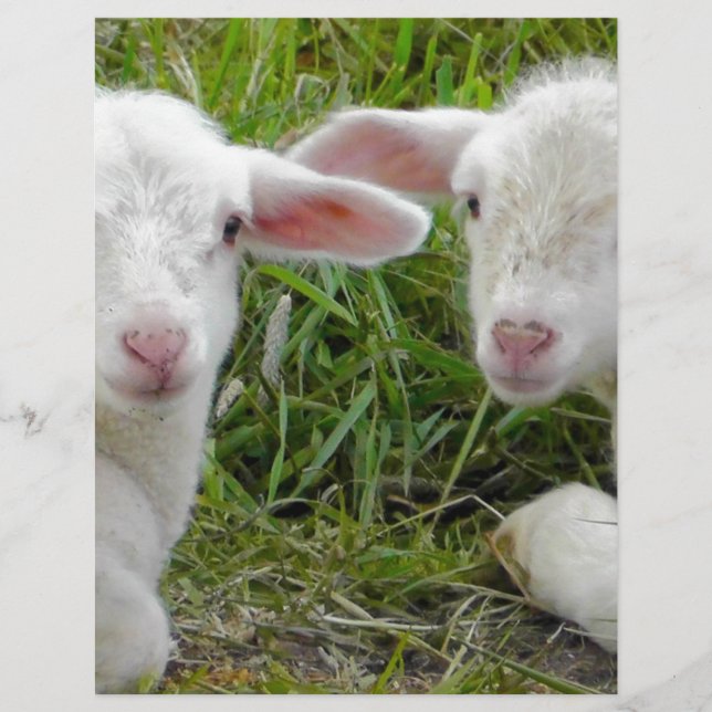 Doppellamm-Baby-Tierdenken an Sie (Vorderseite)