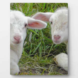 Doppellamm-Baby-Tierdenken an Sie Fotoplatte