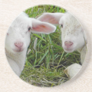 Doppellamm-Baby-Tierdenken an Sie Untersetzer