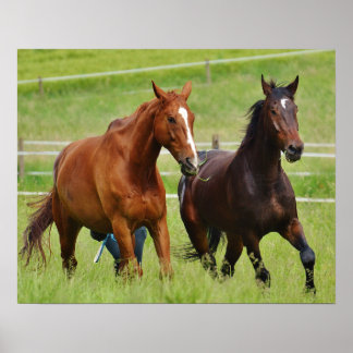 Doppelpferde Poster