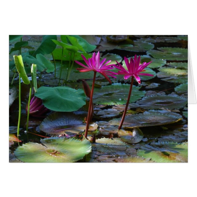 Doppelrosa (Vorderseite (Horizontal))