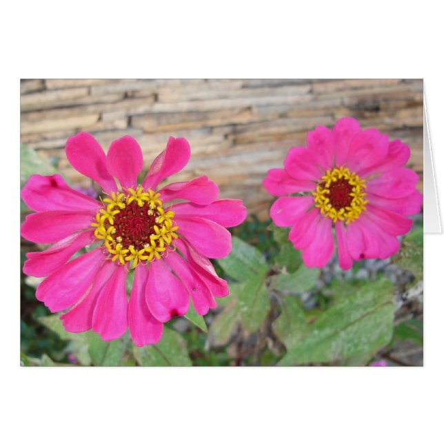 Doppelrosa Blüten (Vorderseite (Horizontal))