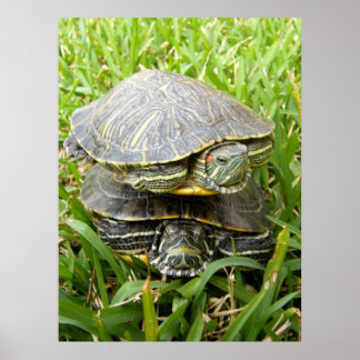 Doppelschildkröten Poster